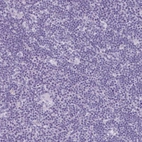 Immunohistochemical staining of human lymph node shows no positivity in non-germinal center cells as expected.
