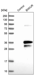 Western blot analysis in control (vector only transfected HEK293T lysate) and ENKUR over-expression lysate (Co-expressed with a C-terminal myc-DDK tag (~3.1 kDa) in mammalian HEK293T cells, LY408146).