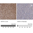 Anti-GSTO1 Antibody