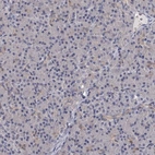 Immunohistochemical staining of human pancreas shows weak cytoplasmic positivity in exocrine glandular cells as expected.