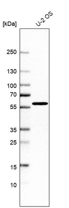 Western blot analysis in human cell line U-2 OS.