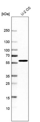 Western blot analysis in human cell line U-2 OS.
