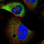 Immunofluorescent staining of human cell line U-251 MG shows localization to vesicles.