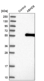Western blot analysis in control (vector only transfected HEK293T lysate) and ABHD8 over-expression lysate (Co-expressed with a C-terminal myc-DDK tag (~3.1 kDa) in mammalian HEK293T cells, LY411270).
