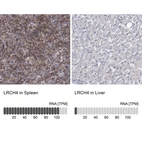 Anti-LRCH4 Antibody