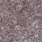 Immunohistochemical staining of human spleen shows high expression.