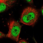 Immunofluorescent staining of human cell line U-251 MG shows localization to nucleoplasm.