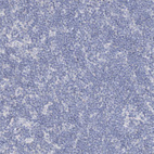 Immunohistochemical staining of human lymph node shows no positivity in non-germinal center cells as expected.