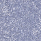 Immunohistochemical staining of human lymph node shows no positivity in non-germinal center cells as expected.