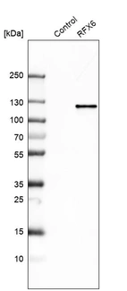 Western blot analysis in control (vector only transfected HEK293T lysate) and RFX6 over-expression lysate (Co-expressed with a C-terminal myc-DDK tag (~3.1 kDa) in mammalian HEK293T cells, LY406471).