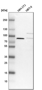 Western blot analysis in mouse cell line NIH-3T3 and rat cell line NBT-II.