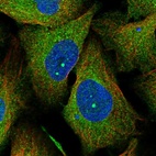 Immunofluorescent staining of human cell line U-2 OS shows localization to nucleus, nuclear bodies & cytosol.
