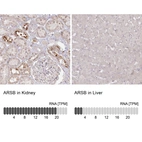 Anti-ARSB Antibody