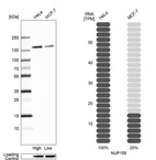 Anti-NUP155 Antibody