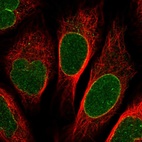 Immunofluorescent staining of human cell line U-2 OS shows localization to nuclear membrane.