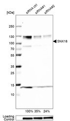 Anti-SNX18 Antibody