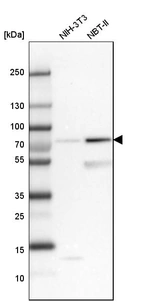 Western blot analysis in mouse cell line NIH-3T3 and rat cell line NBT-II.