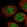 Anti-IPMK Antibody