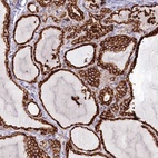 Anti-POGLUT1 Antibody