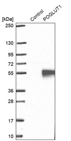 Western blot analysis in control (vector only transfected HEK293T lysate) and POGLUT1 over-expression lysate (Co-expressed with a C-terminal myc-DDK tag (~3.1 kDa) in mammalian HEK293T cells, LY407662).