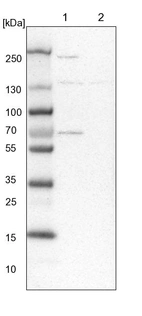 Lane 1: NIH-3T3 cell lysate (Mouse embryonic fibroblast cells)_br/_Lane 2: NBT-II cell lysate (Rat Wistar bladder tumour cells)
