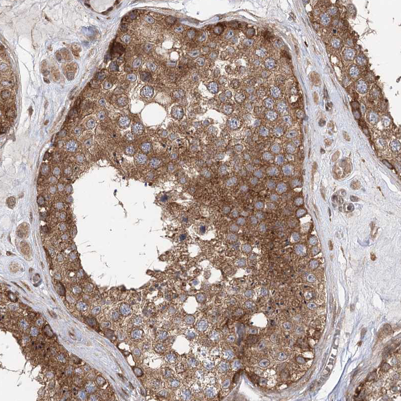 Anti-C12orf4 Antibody