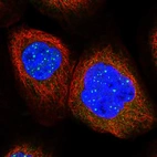 Immunofluorescent staining of human cell line A-431 shows localization to nuclear bodies.