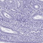 Immunohistochemical staining of human endometrium shows low expression as expected.
