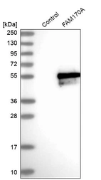 Western blot analysis in control (vector only transfected HEK293T lysate) and FAM170A over-expression lysate (Co-expressed with a C-terminal myc-DDK tag (~3.1 kDa) in mammalian HEK293T cells, LY405332).