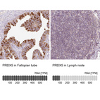 Anti-PRDX5 Antibody