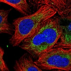 Immunofluorescent staining of human cell line U-2 OS shows localization to mitochondria.
