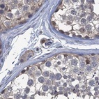 Immunohistochemical staining of human testis using Anti-RTKN2 antibody HPA037946.