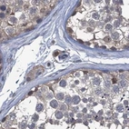 Immunohistochemical staining of human testis using Anti-RTKN2 antibody HPA037946.