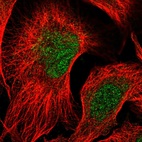 Immunofluorescent staining of human cell line U-2 OS shows localization to nucleoplasm & mitochondria.