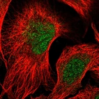 Immunofluorescent staining of human cell line U-2 OS shows localization to nucleoplasm & mitochondria.