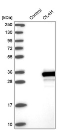 Western blot analysis in control (vector only transfected HEK293T lysate) and OLAH over-expression lysate (Co-expressed with a C-terminal myc-DDK tag (~3.1 kDa) in mammalian HEK293T cells, LY400421).