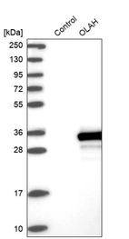 Western blot analysis in control (vector only transfected HEK293T lysate) and OLAH over-expression lysate (Co-expressed with a C-terminal myc-DDK tag (~3.1 kDa) in mammalian HEK293T cells, LY400421).