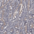 Immunohistochemical staining of human duodenum shows moderate positivity in apical membrane in glandular cells.