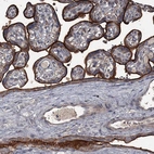 Immunohistochemical staining of human placenta shows strong membranous positivity in trophoblastic cells.
