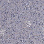 Immunohistochemical staining of human pancreas shows no positivity in exocrine glandular cells as expected.