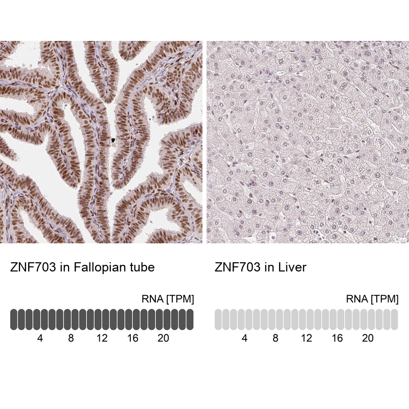 Anti-ZNF703 Antibody