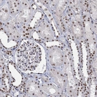 Immunohistochemical staining of human kidney shows moderate to strong nuclear positivity in glomeruli and cells in tubules.