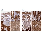 Immunohistochemical staining of human colon, duodenum, kidney and liver using Anti-PBLD antibody HPA038035 (A) shows similar protein distribution across tissues to independent antibody HPA038036 (B).