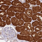 Immunohistochemical staining of human kidney shows high expression.