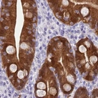 Immunohistochemical staining of human duodenum using Anti-PBLD antibody HPA038035.