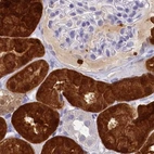 Immunohistochemical staining of human kidney using Anti-PBLD antibody HPA038035.