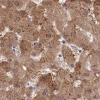 Immunohistochemical staining of human liver using Anti-PBLD antibody HPA038035.