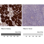Anti-PBLD Antibody