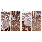 Immunohistochemical staining of human colon, duodenum, kidney and liver using Anti-PBLD antibody HPA038036 (A) shows similar protein distribution across tissues to independent antibody HPA038035 (B).