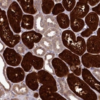Immunohistochemical staining of human kidney shows high expression.